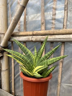 Sansevieria Marsa Anjani Variegated, real gallery image #2 plants. Picture taken directly from kaktus.id community Sansevieria farmer green houses.