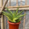 Sansevieria Marsa Anjani Variegated, real feature image plant. Picture taken directly from kaktus.id community Sansevieria farmer green houses.