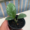 Hoya Wayaminae Splash, real gallery image #9 plants. Picture taken directly from kaktus.id community Hoya farmer green houses.