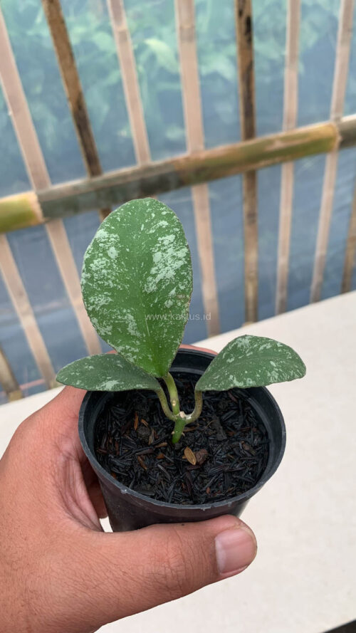 Hoya Wayaminae Splash, real gallery image #8 plants. Picture taken directly from kaktus.id community Hoya farmer green houses.