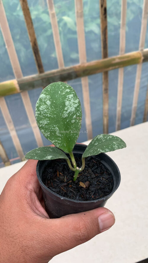 Hoya Wayaminae Splash, real gallery image #7 plants. Picture taken directly from kaktus.id community Hoya farmer green houses.
