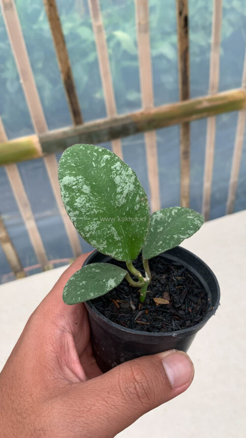 Hoya Wayaminae Splash, real gallery image #6 plants. Picture taken directly from kaktus.id community Hoya farmer green houses.