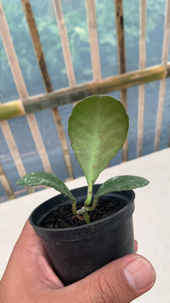 kaktus.id