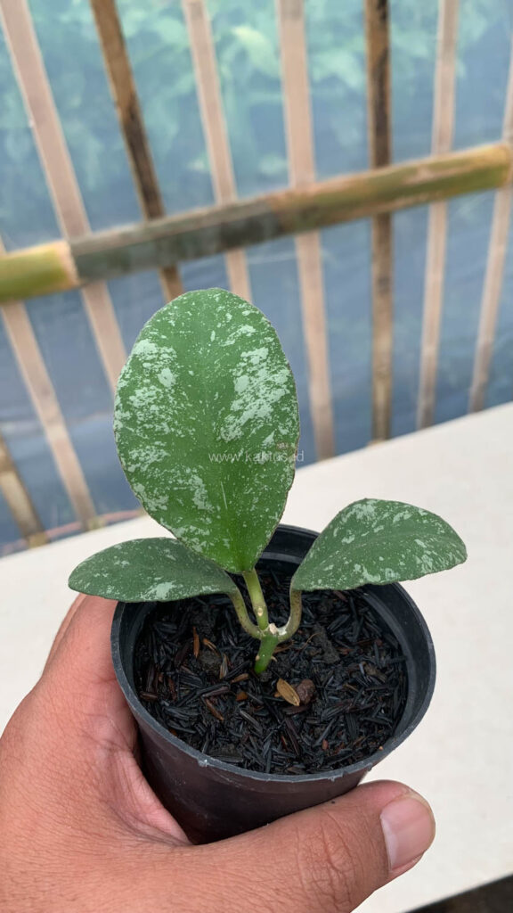 kaktus.id