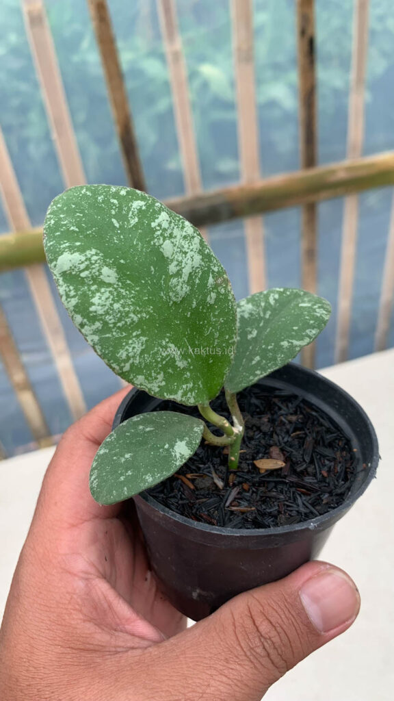 kaktus.id
