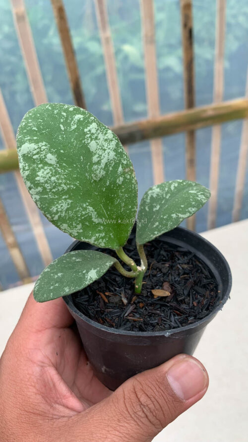 Hoya Wayaminae Splash, real gallery image #2 plants. Picture taken directly from kaktus.id community Hoya farmer green houses.