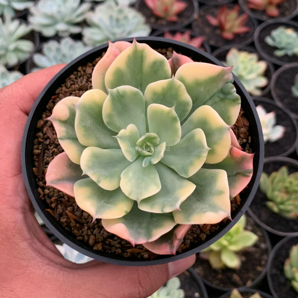 kaktus.id