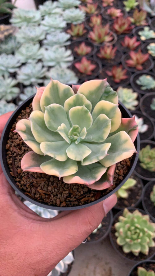 Echeveria Raindrops Variegated, real gallery image #2 plants. Picture taken directly from kaktus.id community Echeveria farmer green houses.