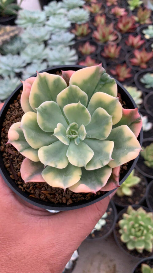 Echeveria Raindrops Variegated, real gallery image #3 plants. Picture taken directly from kaktus.id community Echeveria farmer green houses.