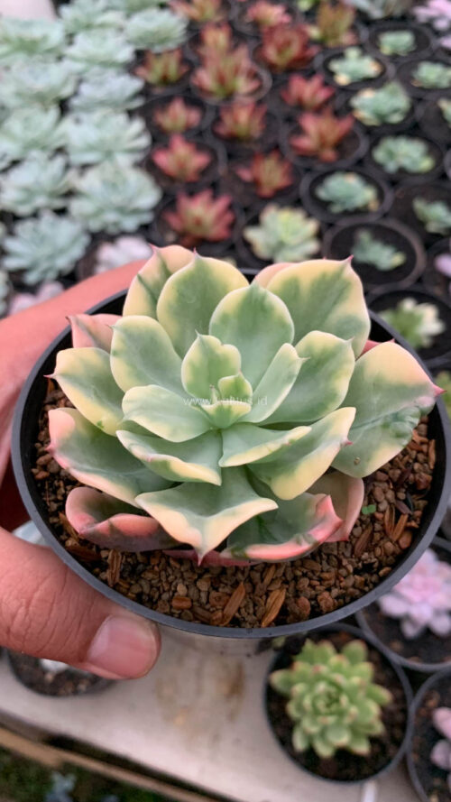 Echeveria Raindrops Variegated, real gallery image #4 plants. Picture taken directly from kaktus.id community Echeveria farmer green houses.