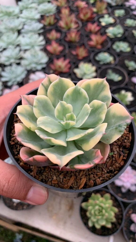 kaktus.id
