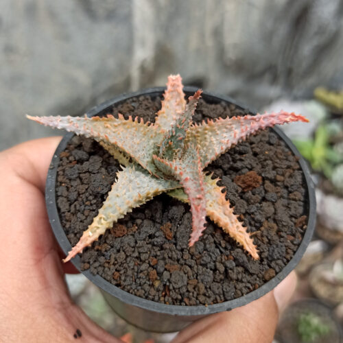 Aloe Lavender Star, real gallery image #6 plants. Picture taken directly from kaktus.id community Aloe farmer green houses.