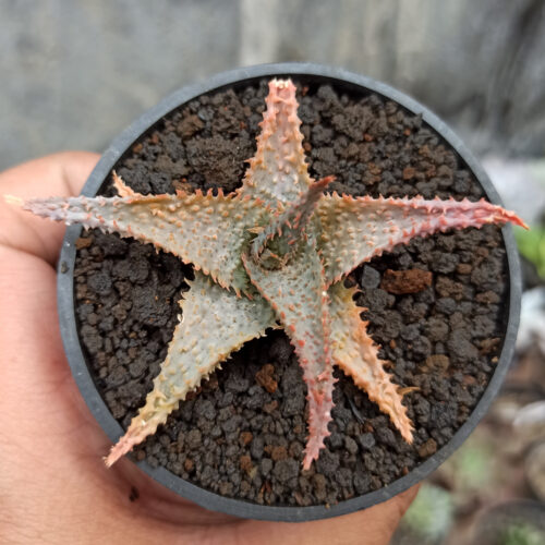 Aloe Lavender Star, real gallery image #5 plants. Picture taken directly from kaktus.id community Aloe farmer green houses.