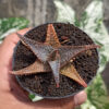 Aloe Lavender Star, real gallery image #4 plants. Picture taken directly from kaktus.id community Aloe farmer green houses.