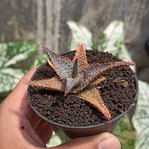 Aloe Lavender Star, real gallery image #3 plants. Picture taken directly from kaktus.id community Aloe farmer green houses.