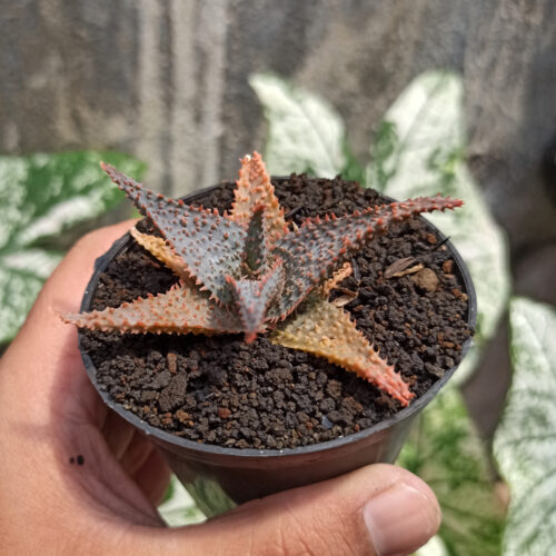 Aloe Lavender Star, real gallery image #2 plants. Picture taken directly from kaktus.id community Aloe farmer green houses.