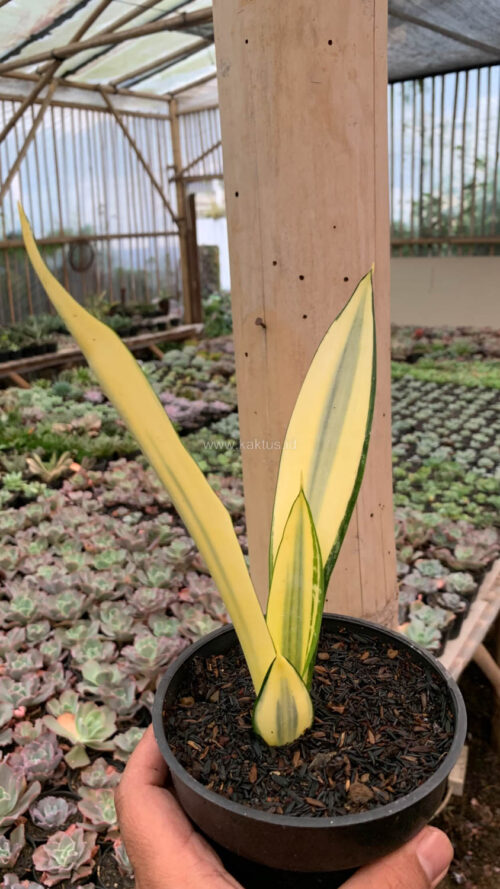 Sansevieria Gold Banner Mutation, real gallery image #3 plants. Picture taken directly from kaktus.id community Sansevieria farmer green houses.