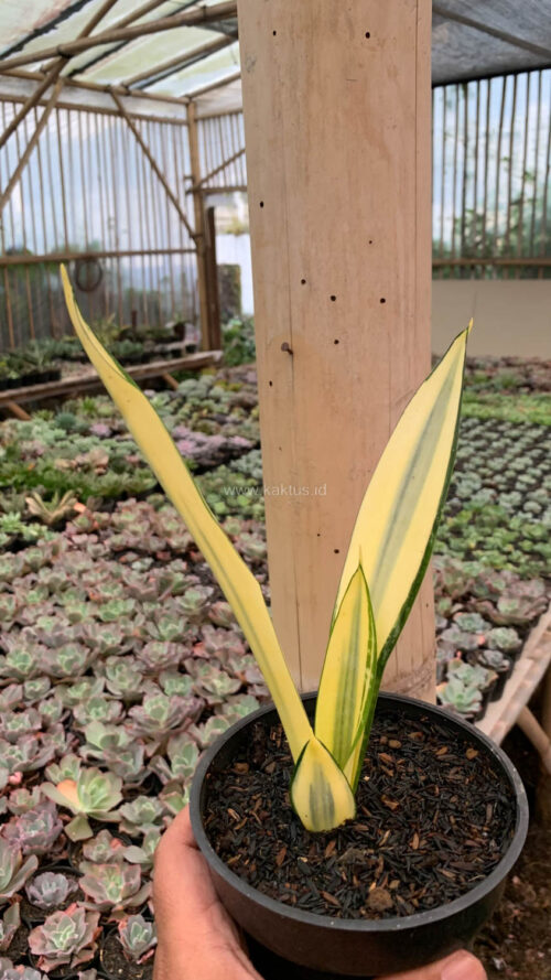 Sansevieria Gold Banner Mutation, real gallery image #8 plants. Picture taken directly from kaktus.id community Sansevieria farmer green houses.