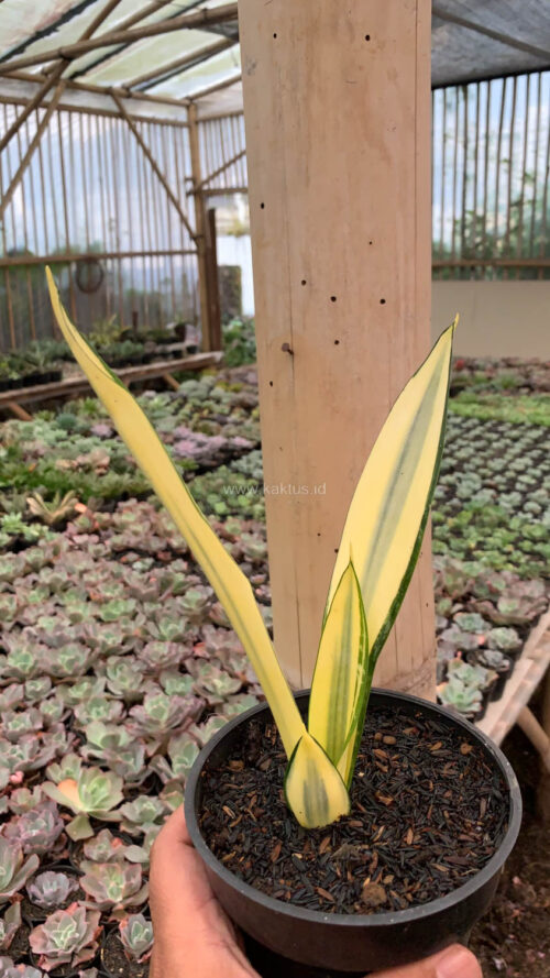Sansevieria Gold Banner Mutation, real gallery image #9 plants. Picture taken directly from kaktus.id community Sansevieria farmer green houses.