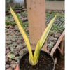 Sansevieria Gold Banner Mutation, real feature image plant. Picture taken directly from kaktus.id community Sansevieria farmer green houses.