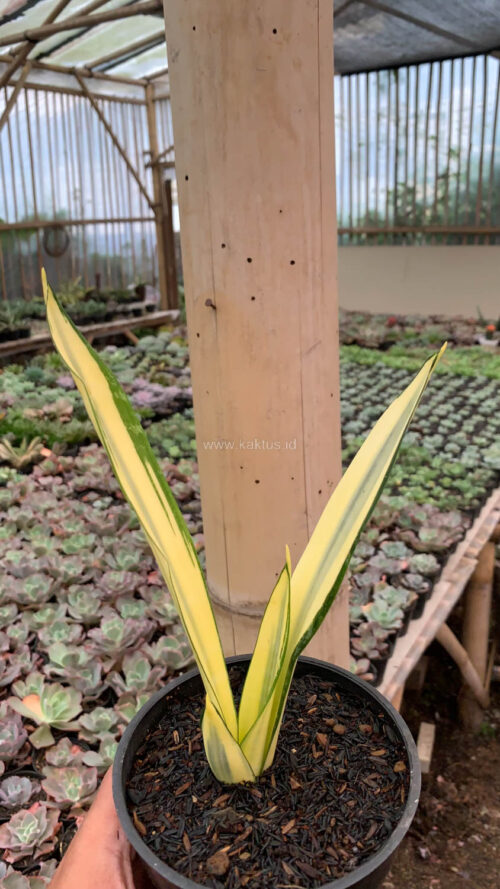 Sansevieria Gold Banner Mutation, real gallery image #4 plants. Picture taken directly from kaktus.id community Sansevieria farmer green houses.