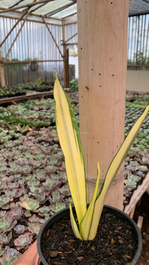 Sansevieria Gold Banner Mutation, real gallery image #5 plants. Picture taken directly from kaktus.id community Sansevieria farmer green houses.