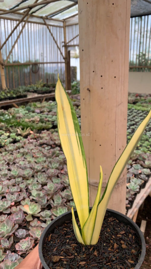 Sansevieria Gold Banner Mutation, real gallery image #6 plants. Picture taken directly from kaktus.id community Sansevieria farmer green houses.