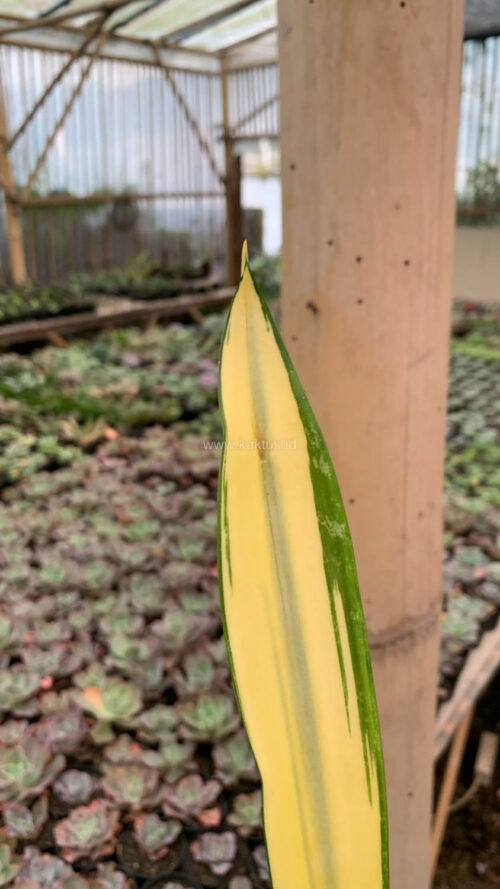 Sansevieria Gold Banner Mutation, real gallery image #2 plants. Picture taken directly from kaktus.id community Sansevieria farmer green houses.