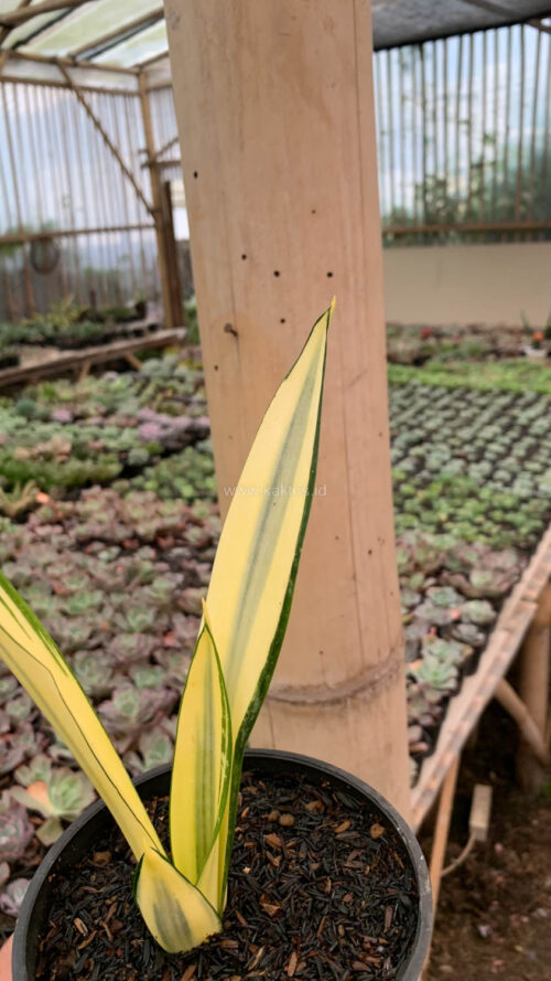 Sansevieria Gold Banner Mutation, real gallery image #7 plants. Picture taken directly from kaktus.id community Sansevieria farmer green houses.