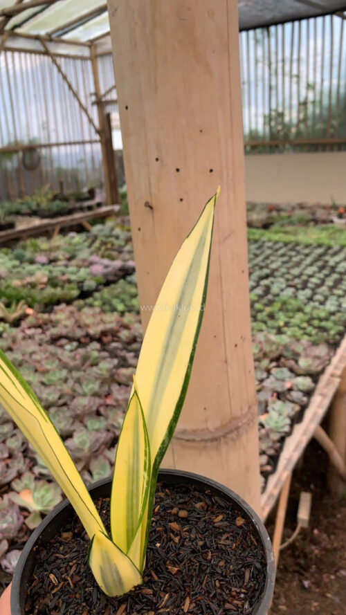 Sansevieria Gold Banner Mutation, real gallery image #1 plants. Picture taken directly from kaktus.id community Sansevieria farmer green houses.