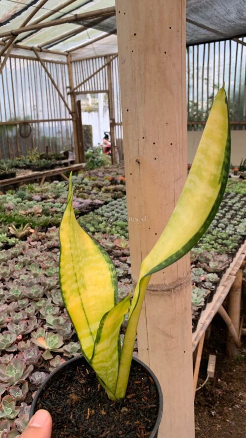 Sansevieria Futura America Golden Variegated, real gallery image #10 plants. Picture taken directly from kaktus.id community Sansevieria farmer green houses.