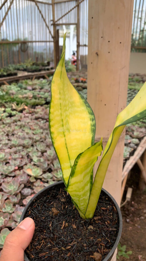 Sansevieria Futura America Golden Variegated, real gallery image #11 plants. Picture taken directly from kaktus.id community Sansevieria farmer green houses.