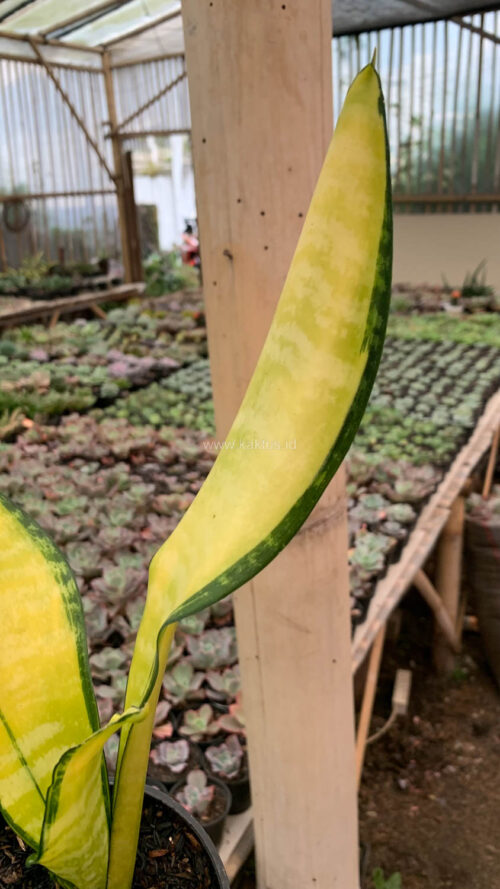 Sansevieria Futura America Golden Variegated, real gallery image #12 plants. Picture taken directly from kaktus.id community Sansevieria farmer green houses.