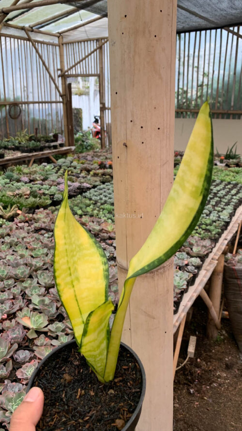 Sansevieria Futura America Golden Variegated, real gallery image #3 plants. Picture taken directly from kaktus.id community Sansevieria farmer green houses.