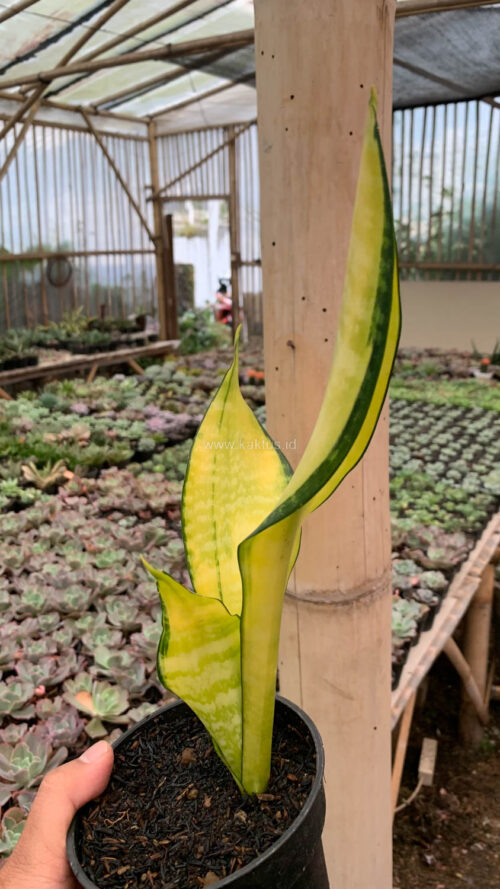 Sansevieria Futura America Golden Variegated, real gallery image #4 plants. Picture taken directly from kaktus.id community Sansevieria farmer green houses.