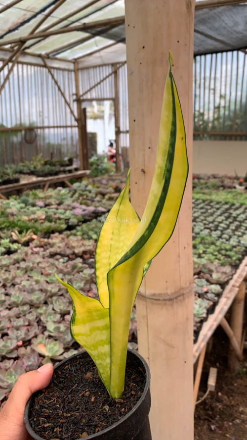 Sansevieria Futura America Golden Variegated, real gallery image #5 plants. Picture taken directly from kaktus.id community Sansevieria farmer green houses.