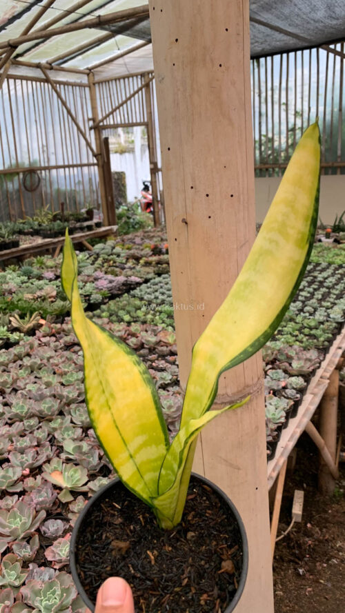 Sansevieria Futura America Golden Variegated, real gallery image #6 plants. Picture taken directly from kaktus.id community Sansevieria farmer green houses.