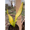 Sansevieria Futura America Golden Variegated, real feature image plant. Picture taken directly from kaktus.id community Sansevieria farmer green houses.