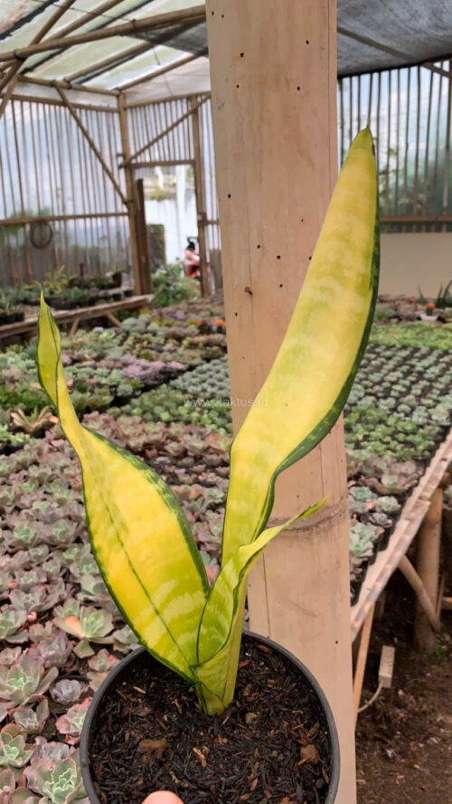 Sansevieria Futura America Golden Variegated, real gallery image #7 plants. Picture taken directly from kaktus.id community Sansevieria farmer green houses.