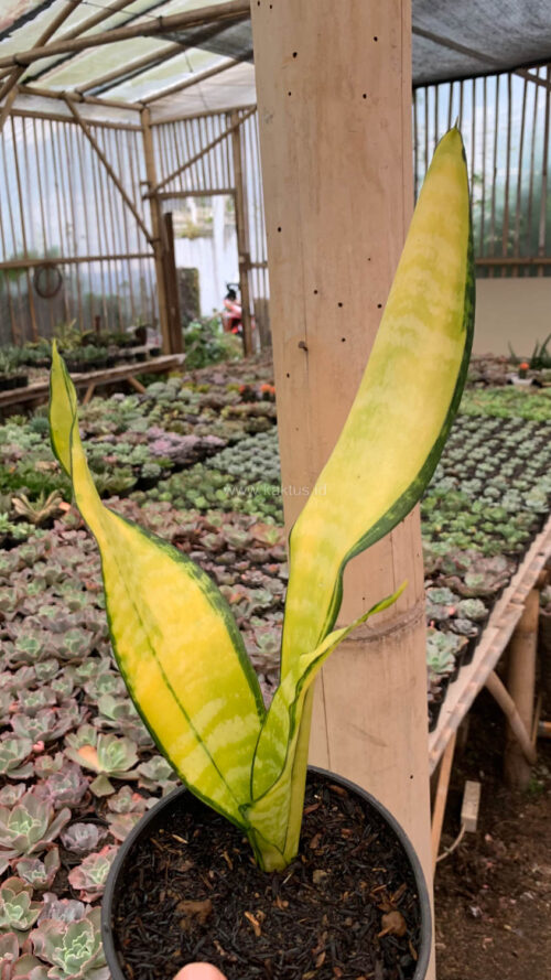 Sansevieria Futura America Golden Variegated, real gallery image #8 plants. Picture taken directly from kaktus.id community Sansevieria farmer green houses.