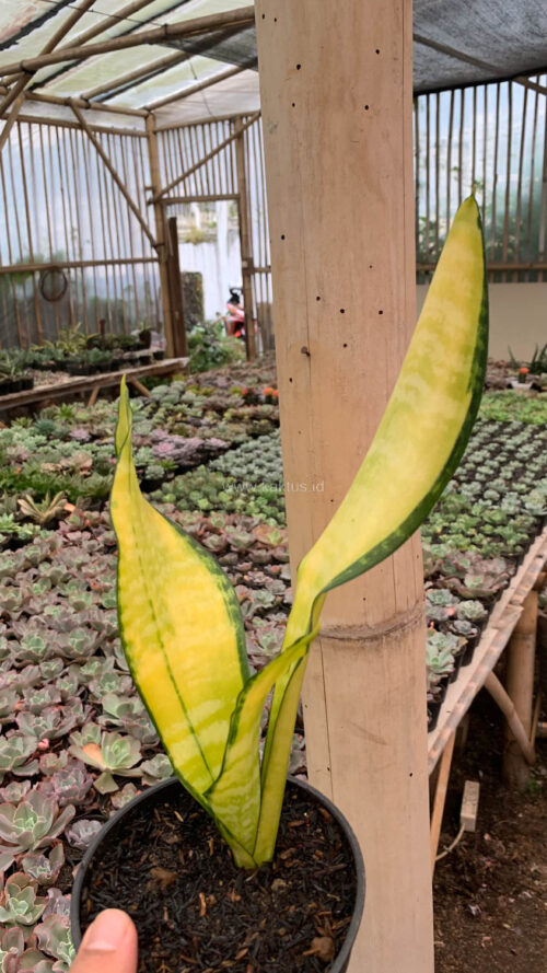 Sansevieria Futura America Golden Variegated, real gallery image #9 plants. Picture taken directly from kaktus.id community Sansevieria farmer green houses.