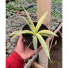 Sansevieria Silver Silk, real feature image plant. Picture taken directly from kaktus.id community Sansevieria farmer green houses.