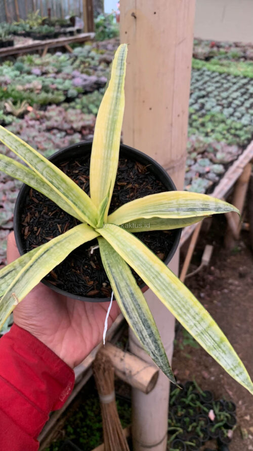 Sansevieria Silver Silk, real gallery image #9 plants. Picture taken directly from kaktus.id community Sansevieria farmer green houses.
