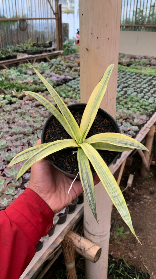 Sansevieria Silver Silk, real gallery image #10 plants. Picture taken directly from kaktus.id community Sansevieria farmer green houses.