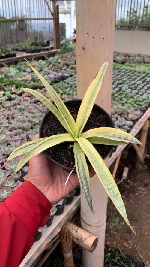 Sansevieria Silver Silk, real gallery image #11 plants. Picture taken directly from kaktus.id community Sansevieria farmer green houses.
