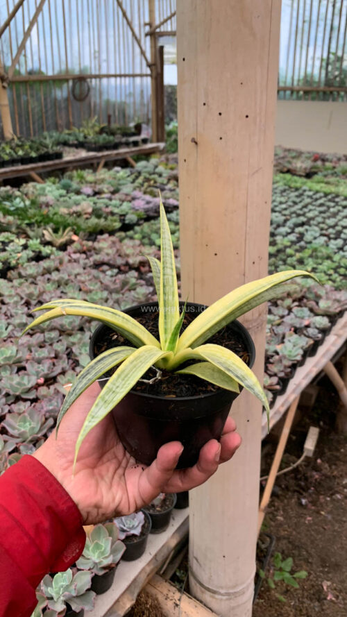 Sansevieria Silver Silk, real gallery image #12 plants. Picture taken directly from kaktus.id community Sansevieria farmer green houses.