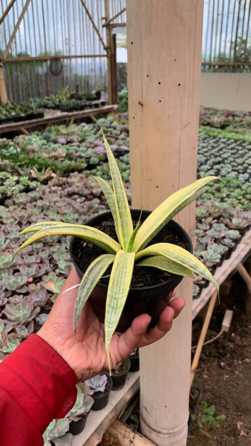 Sansevieria Silver Silk, real gallery image #13 plants. Picture taken directly from kaktus.id community Sansevieria farmer green houses.