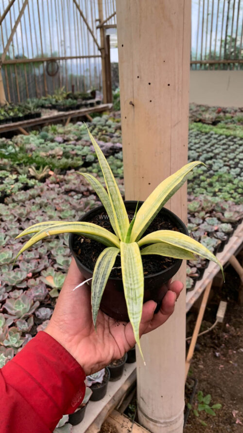 Sansevieria Silver Silk, real gallery image #14 plants. Picture taken directly from kaktus.id community Sansevieria farmer green houses.