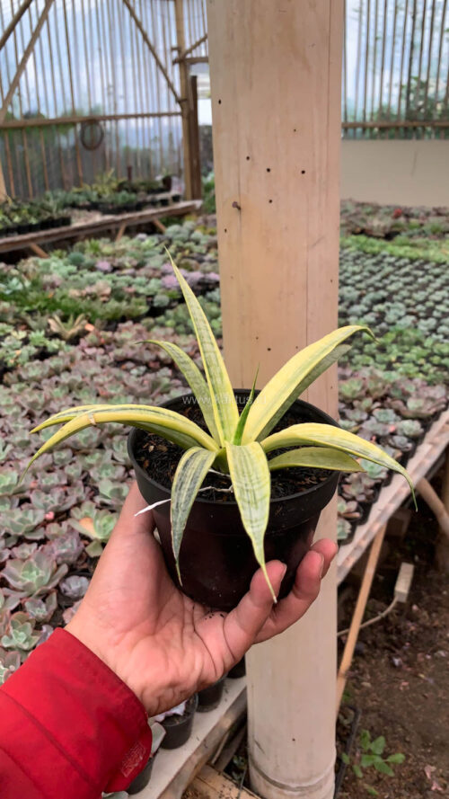 Sansevieria Silver Silk, real gallery image #16 plants. Picture taken directly from kaktus.id community Sansevieria farmer green houses.