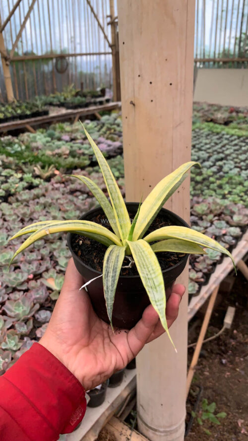 Sansevieria Silver Silk, real gallery image #17 plants. Picture taken directly from kaktus.id community Sansevieria farmer green houses.